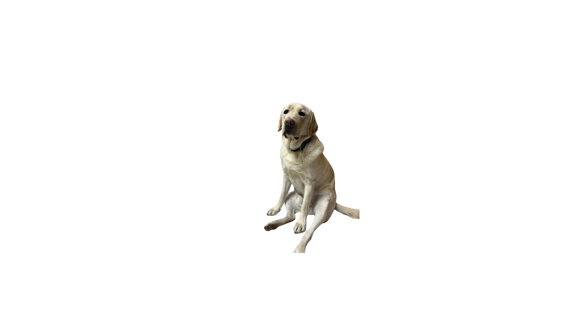 Ferbie