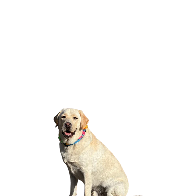 Fundador & Voluntário Canino