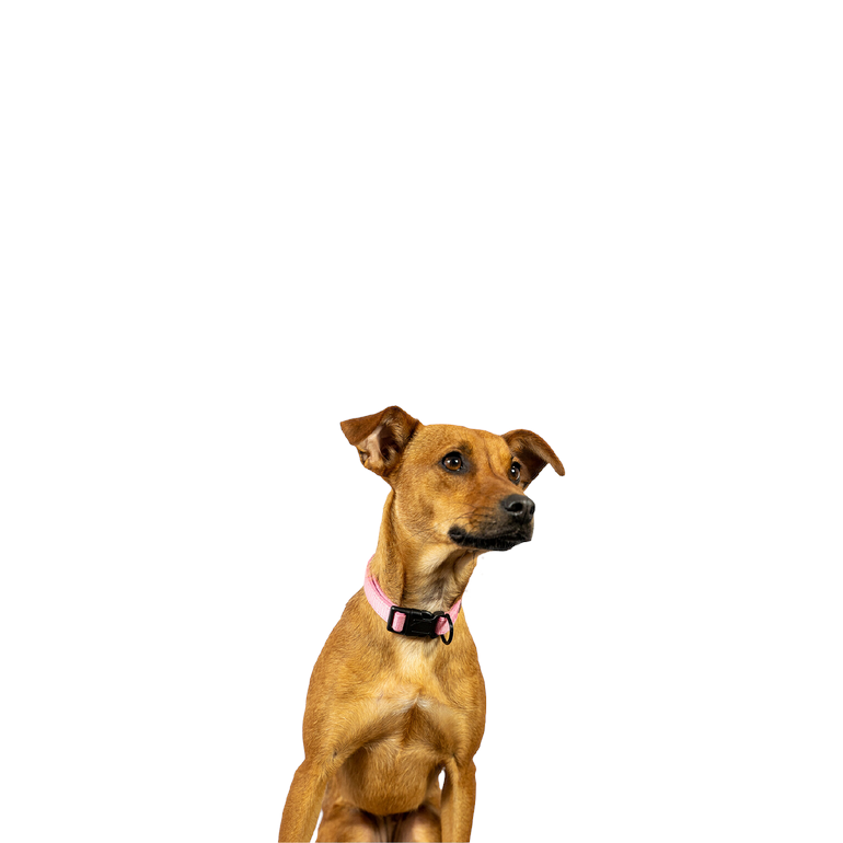 Fundadora & Diretora Canina